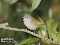 Lesser Greenlet